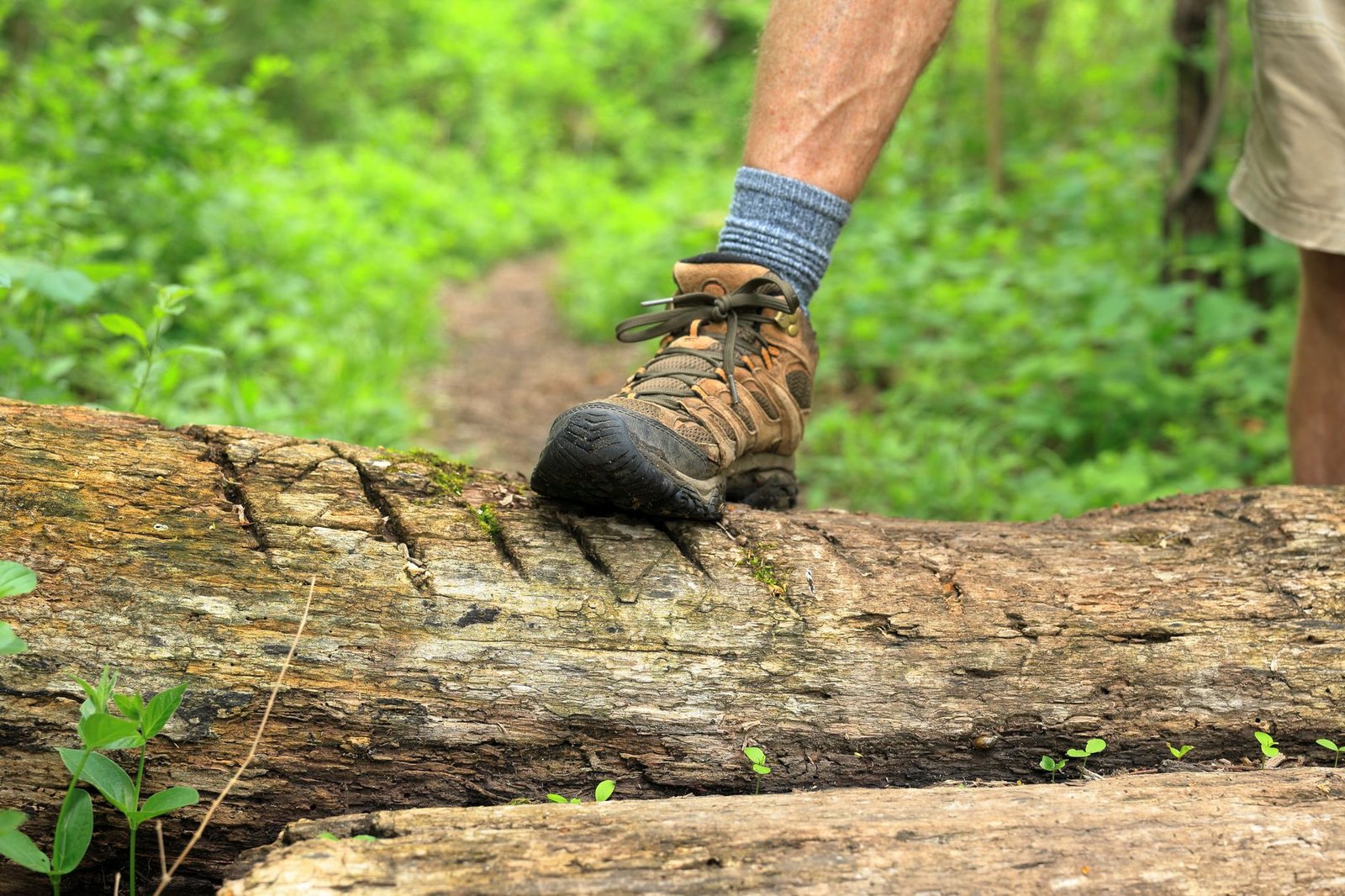 A hiker's boot stepping over a fallen log on a lush green forest walking trail